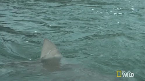 Fin In The Water GIF