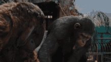 Apes Together Strong Apes A...