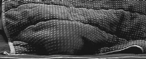 Blanket Cat GIF