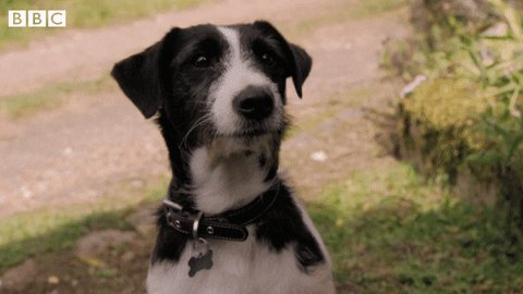 Bbc Two Dog GIF by BBC
