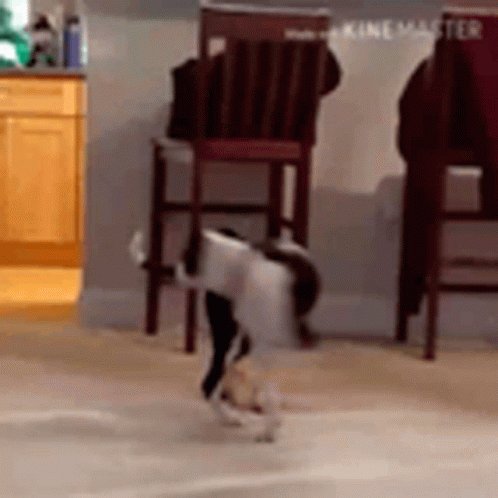 Maya Chase Tail GIF