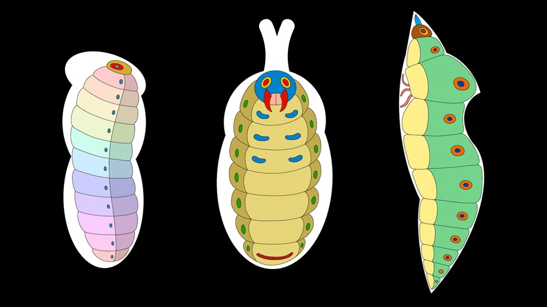 水江未来 Let S Take A Peek Inside The Pupa 蛹の中身を覗いてみましょう T Co Rrem0mmzrq Twitter
