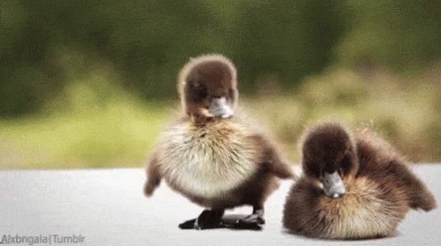 Wiggle Wiggle GIF