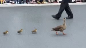 Duck Duckwalk GIF