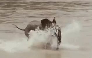 Elephant Cute GIF