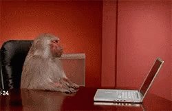 Baboon Laptop GIF