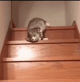 Lazy Cat GIF