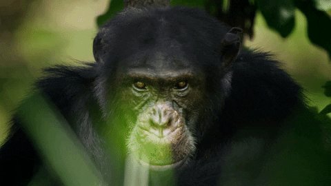 Chimpanzé em meio à folhagem olhando intensamente para a c