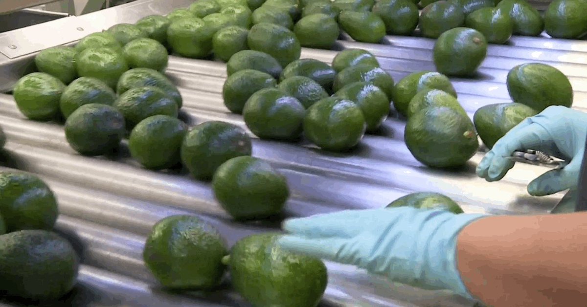 Gif showing a hand inspecting avocados as it rolls through i