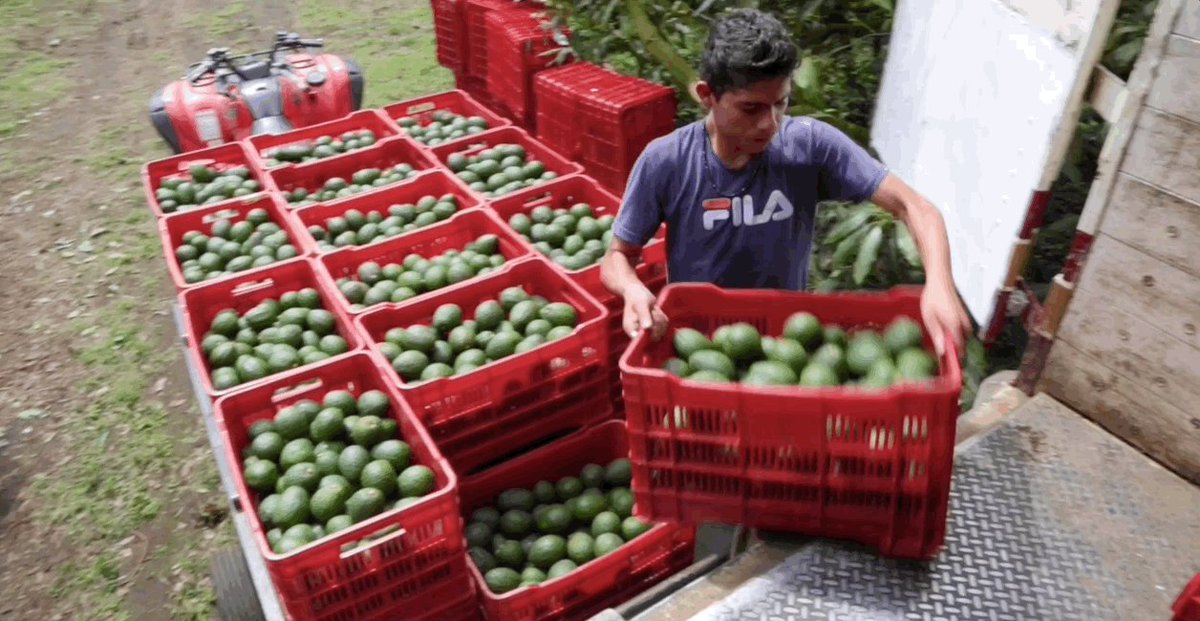 Gif showing a man putting crates of avocados in a truck.
