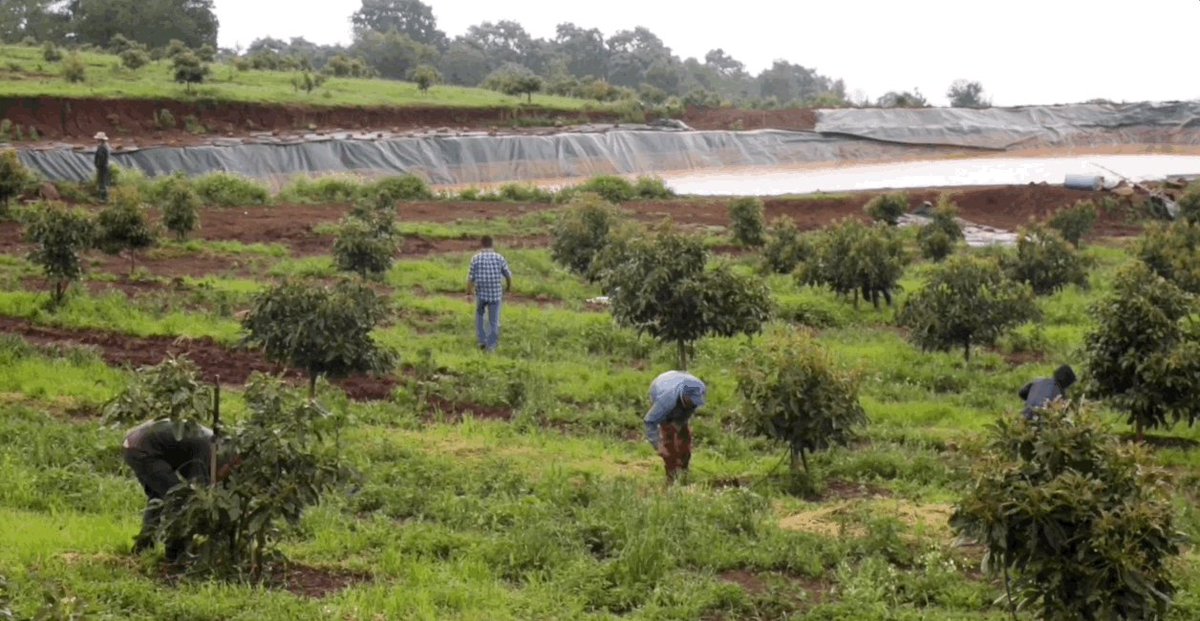Gif showing avocado farmers working a field.