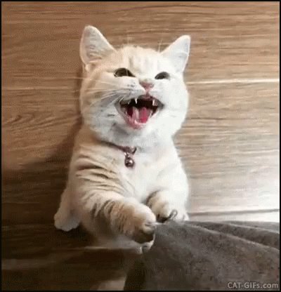 Cute Kitten GIF