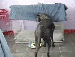 Dog Ignores The World GIF