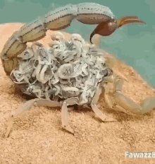 Scorpion Kids GIF