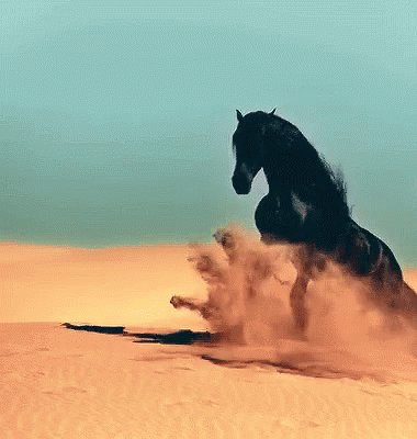 Horse Majestic GIF