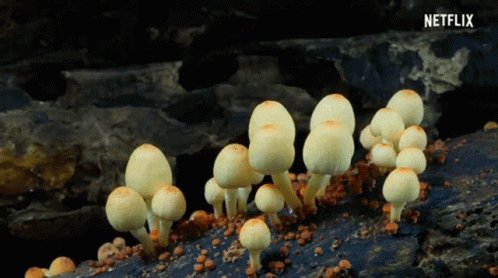 Mushroom Growing GIF