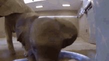 Baby Elephant Gets Wild In The Pool GIF