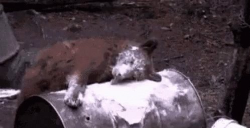 Wildlife Bear GIF