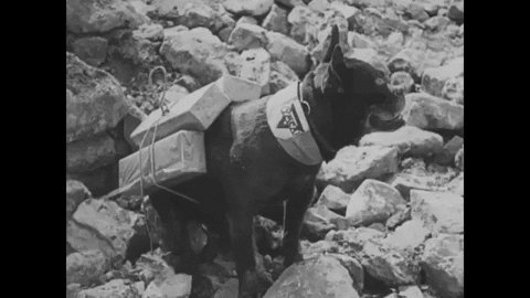 Dog Wwi GIF by US National ...