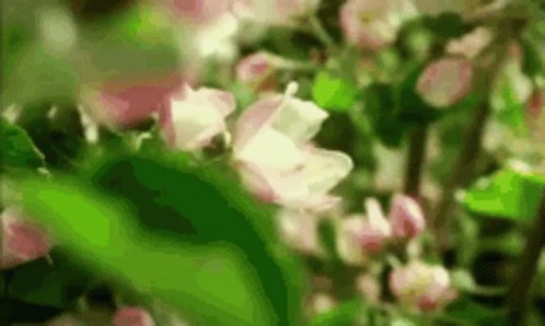 Flowers Grow GIF