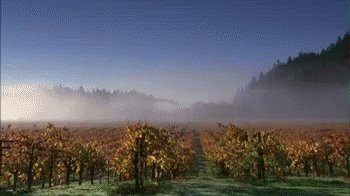 Fog Vineyard GIF