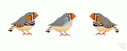 Zebrafinch Ave GIF