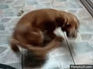Pantim Dog In Circles GIF