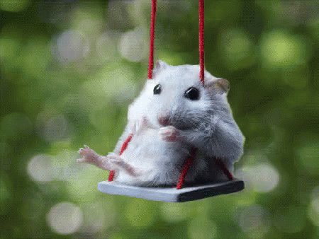 Hamster On Swing GIF