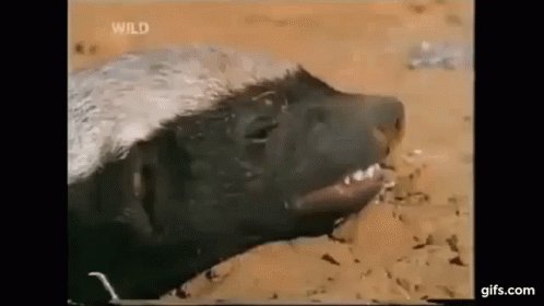 Honey Honeybadger GIF