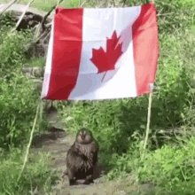 Beaver Canada GIF
