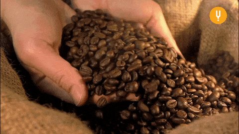 Slow Motion Coffee GIF by CuriosityStream