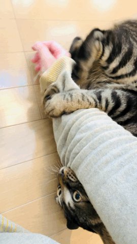 お経かな 飼い主さんがスリッパを新調したら猫さんの様子がおかしくなってしまった なんなんなんぬー 南無南南無南無 Togetter