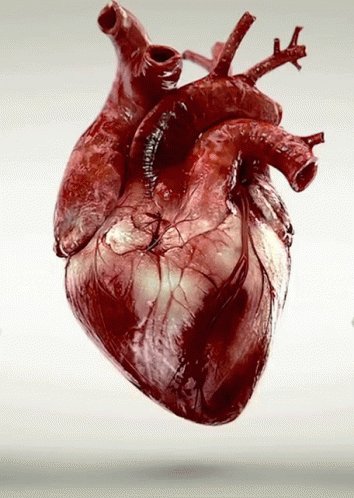 Beating Heart GIF