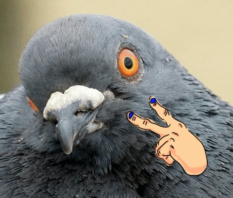 Alpha Pigeon