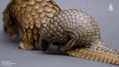 wildlife scales GIF