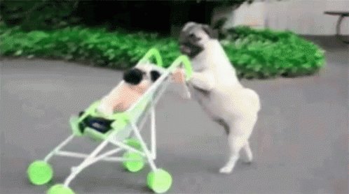 Pugs are great https://t.co/uP7HhMaOIR<a href="/tag/coke"class="tags"><span>#coke</span></a>
