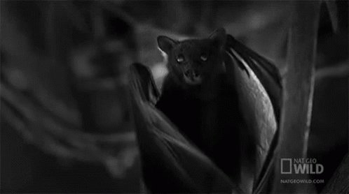 Bat Wings GIF