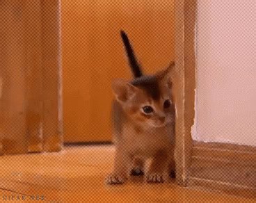 Shy Kitten GIF