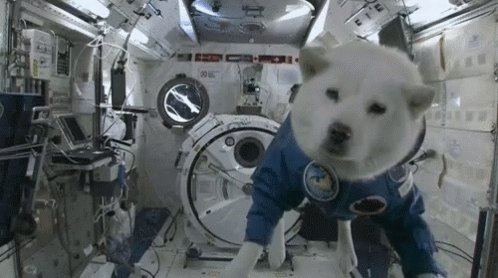 Shiba Doge GIF