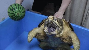 Gif de vídeo. Pessoa segura a tartaruga pelo casco e aproxi