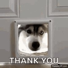 Husky Huskies GIF