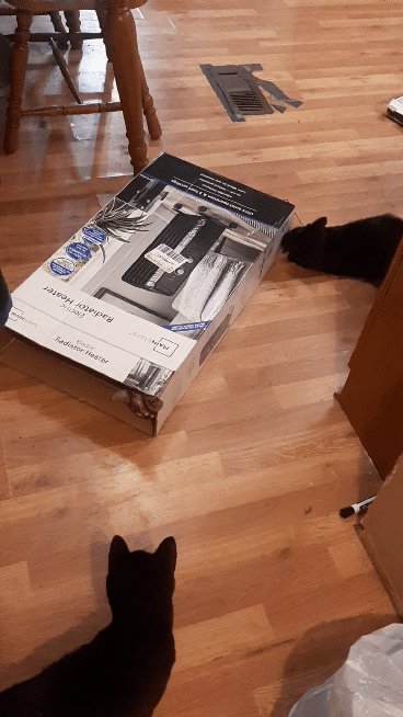 Life with kittens 1/2 #cats #kittens #lifewithcats https://t.co/IxaCNaHnGu<a href="/tag/cats"class="tags">#cats</a><a href="/tag/kittens"class="tags">#kittens</a><a href="/tag/lifewithcats"class="tags">#lifewithcats</a>