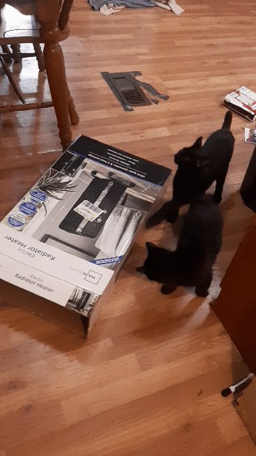 Life with cats 2/2  #cats #kittens #lifewithcats https://t.co/9fYMUvjN2D<a href="/tag/cats"class="tags">#cats</a><a href="/tag/kittens"class="tags">#kittens</a><a href="/tag/lifewithcats"class="tags">#lifewithcats</a>