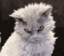 Cat Angry Mad GIF