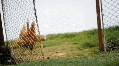 Chicken Beer GIF