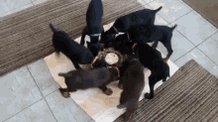 Puppies Funny GIF