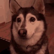 Dog Husky GIF