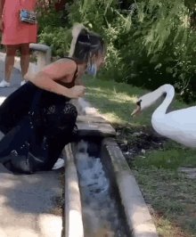 Swan Peck GIF