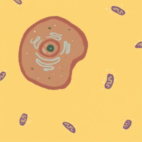 Celula Mitocondria GIF