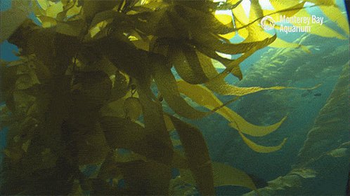 ocean GIF by Monterey Bay A...